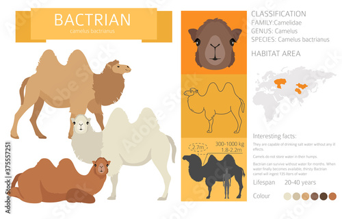 Camelids family collection. Bactrian camel infographic design
