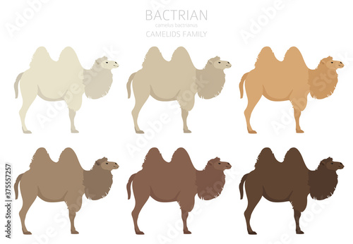 Camelids family collection. Bactrian camel infographic design