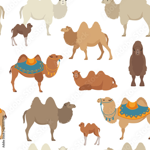 Fototapeta Naklejka Na Ścianę i Meble -  Camelids family collection. Bactrian camel infographic design