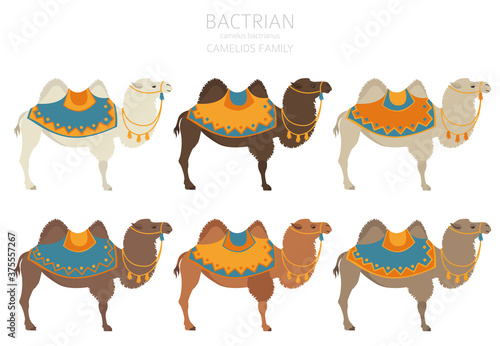 Camelids family collection. Bactrian camel infographic design