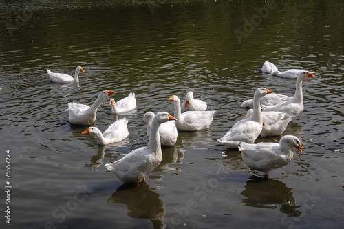 white geese swimming in the pond