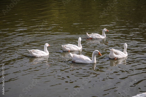 white geese swimming in the pond