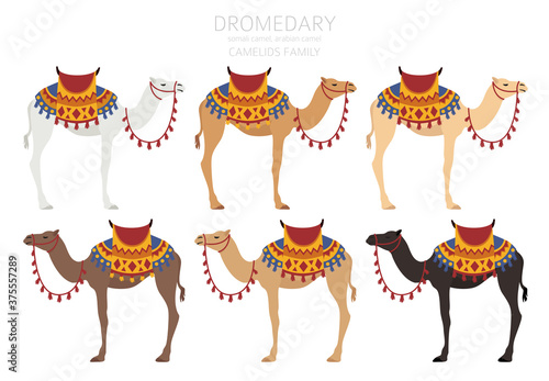 Camelids family collection. Dromedary camel infographic design