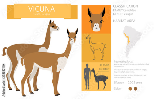 Camelids family collection. Vicuna graphic design