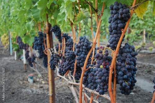 dark ripe grapes on the vine