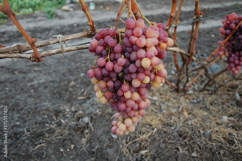 bunch of pink grapes on a vine