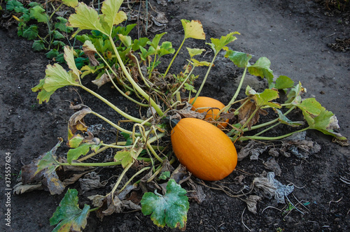 pumpkin growing in the ground