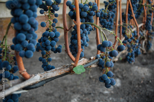 dark ripe grapes on the vine
