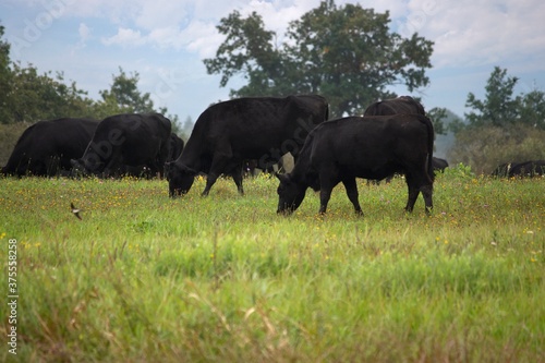 Herd of black  hornless cow in the pasture