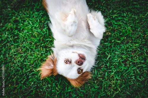 happy dog laying on the grass