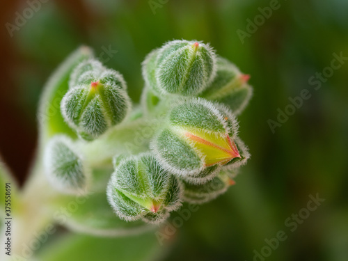 Echeveria setosa, Mexican fire cracker, blossom of succulent plant © sleepyhobbit