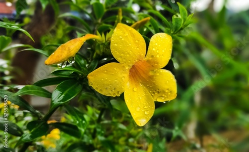 yellow flower in the garden on a rainy day