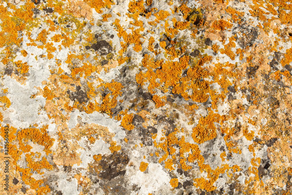 Wild gray stone covered with moss of gray, black and orange colors. Natural background with colorful moss Wild gray stone covered with moss of gray, black and orange colors. Natural background with colorful moss