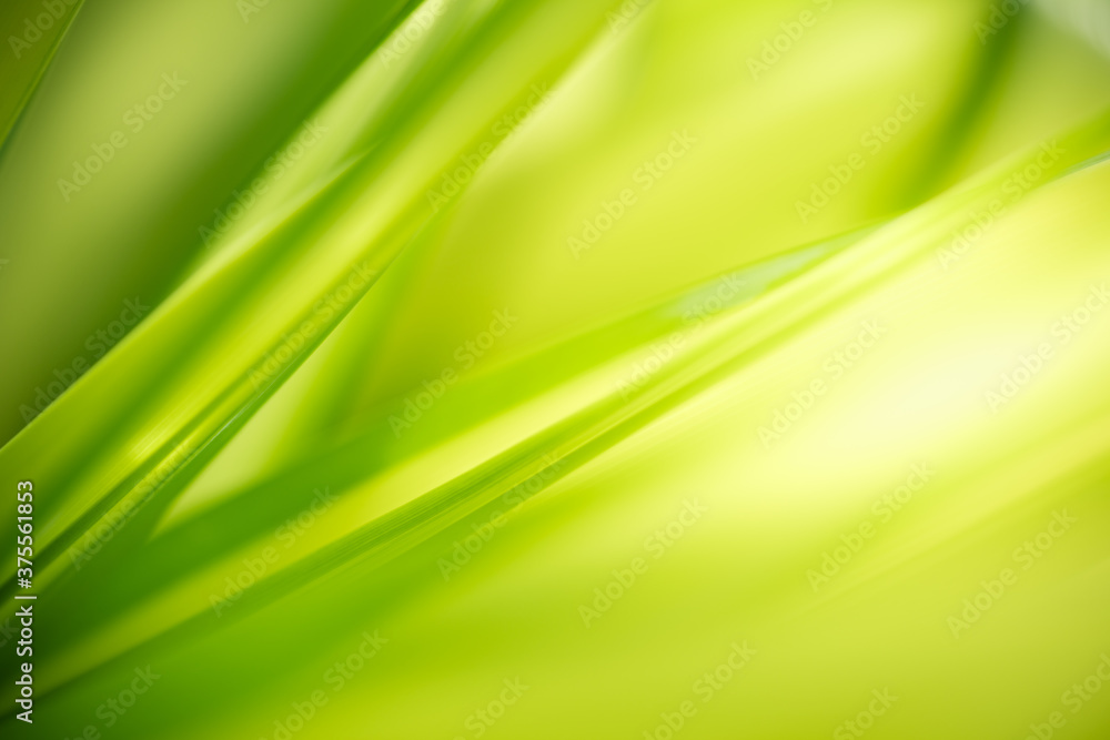 Nature of green leaf in garden at summer. Natural green leaves plants using as spring background cover page greenery environment ecology wallpaper Nature of green leaf in garden at summer. Natural green leaves plants using as spring background cover page greenery environment ecology wallpaper