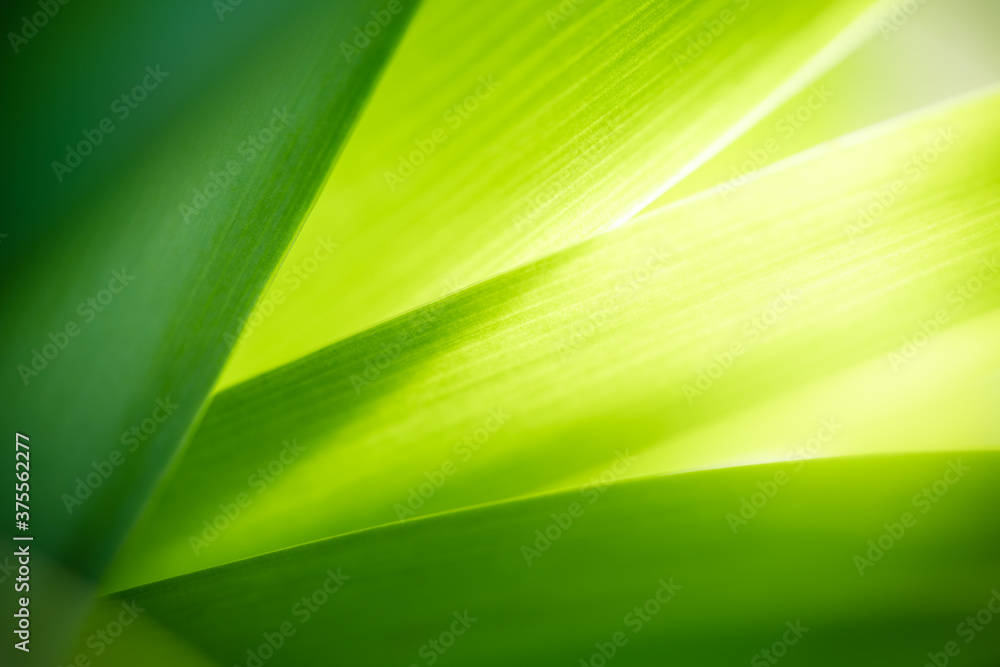Nature of green leaf in garden at summer. Natural green leaves plants using as spring background cover page greenery environment ecology wallpaper Nature of green leaf in garden at summer. Natural green leaves plants using as spring background cover page greenery environment ecology wallpaper