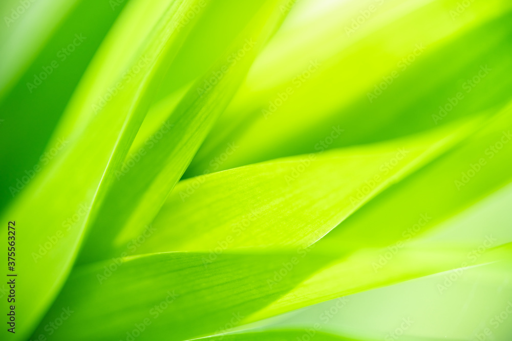 Nature of green leaf in garden at summer. Natural green leaves plants using as spring background cover page greenery environment ecology wallpaper Nature of green leaf in garden at summer. Natural green leaves plants using as spring background cover page greenery environment ecology wallpaper