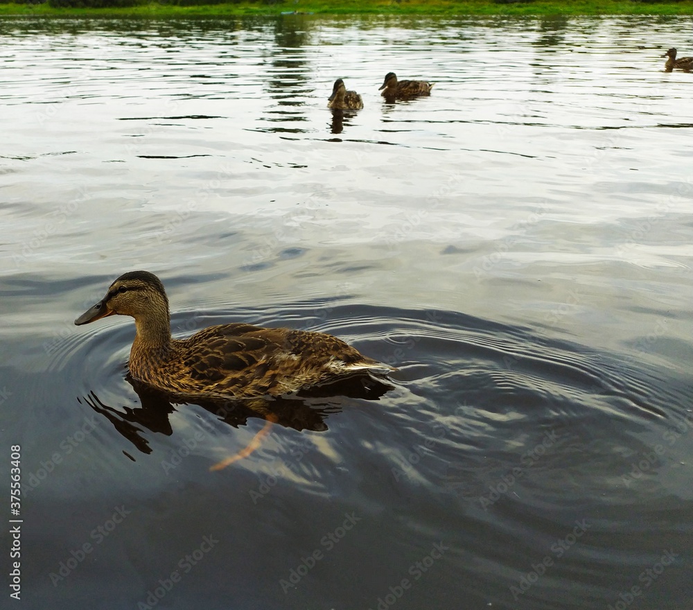 Wild ducks on the river water at sunset Wild ducks on the river water at sunset