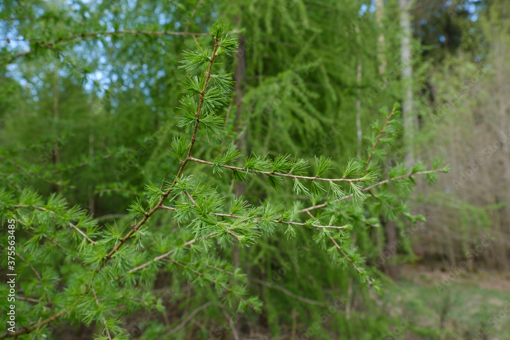 Frisches neues Grün am Nadelbaum Lärche (lat. Larix decidua) im Frühling Frisches neues Grün am Nadelbaum Lärche (lat. Larix decidua) im Frühling