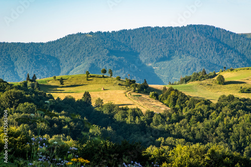 Fototapeta Naklejka Na Ścianę i Meble -  green nature scenery concept. beautiful mountain landscape in summer. Blue sky with clouds in the morning over a distant ridge. forest on a hillside. view of the valley.