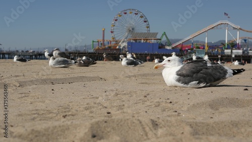 Sea gulls on sunny sandy california beach, classic ferris wheel in amusement park on pier in Santa Monica pacific ocean resort. Summertime iconic view, symbol of Los Angeles, CA USA. Travel concept