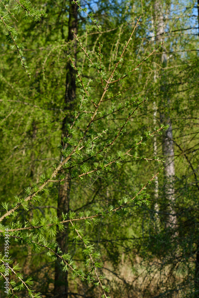 Fototapeta premium Ein Nadelbaum (Lärche) im Wald im Frühling mit frischem Grün
