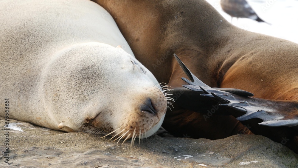 Fototapeta premium Cute baby cub, sweet sea lion pup and mother. Funny lazy seals, ocean beach wildlife, La Jolla, San Diego, California, USA. Funny awkward sleepy marine animal on pacific coast. Family love and care