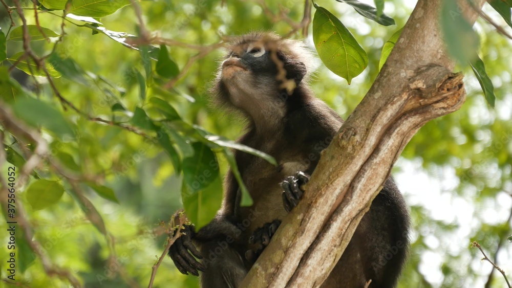 Obraz premium Cute spectacled leaf langur, dusky monkey on tree branch amidst green leaves in Ang Thong national park in natural habitat. Wildlife of endangered species of animals. Environment conservation concept