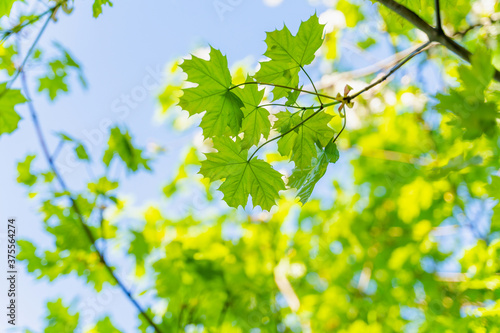 large green leaves on tree branches, view from below, selective focus, blurry background