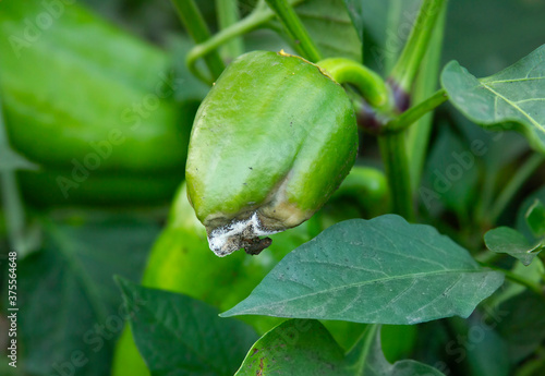 Photography Rotten green pepper