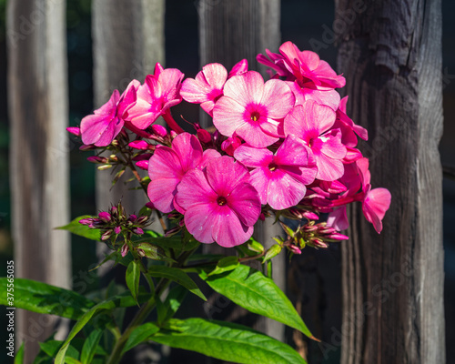 Raspberry phlox growing by the fence of a country house