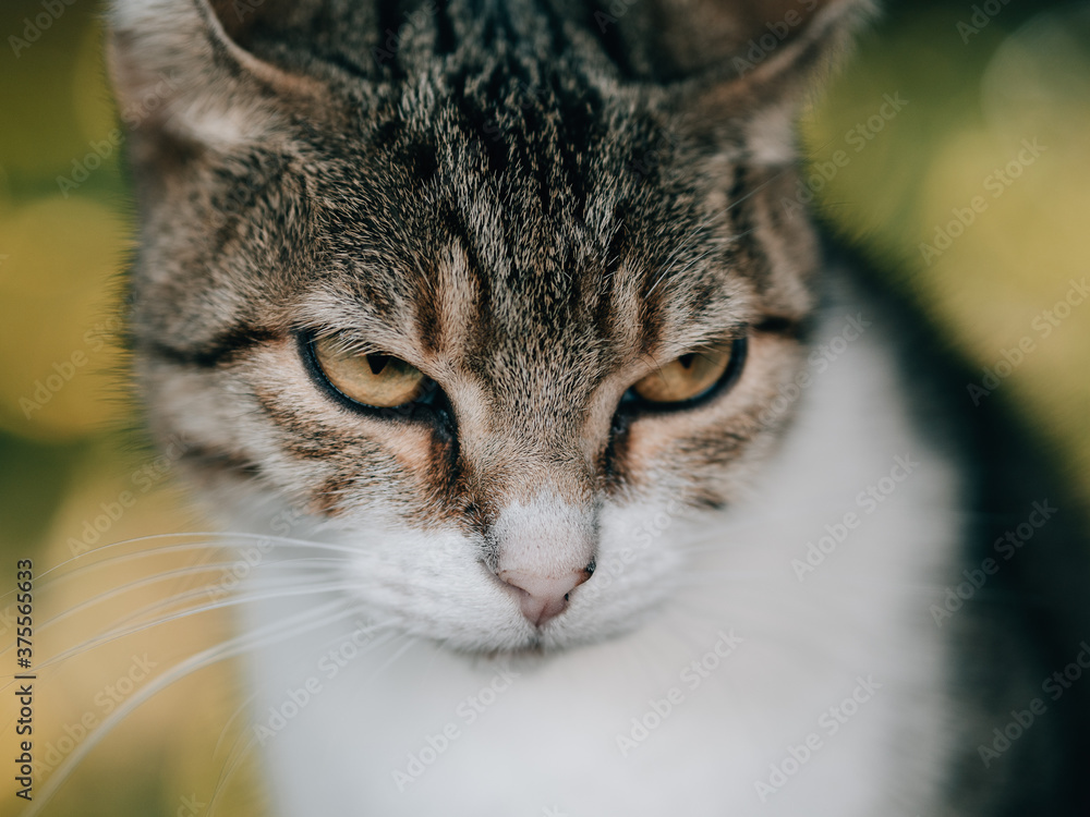 Cat portrait, adorable cat portrait