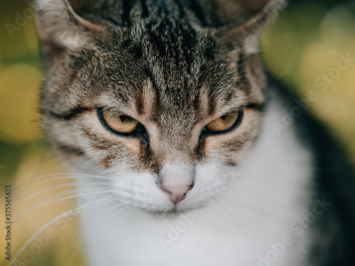 Cat portrait, adorable cat portrait
