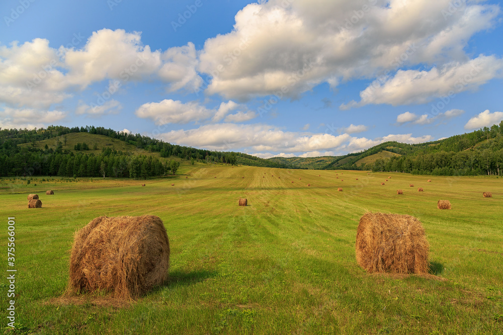 Hay in bales on a green field under a blue sky. Autumn, harvesting, agriculture.