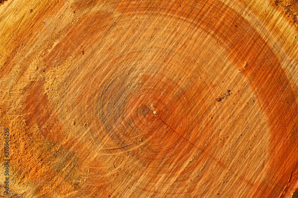 Naklejka premium wood texture background of a cut tree 