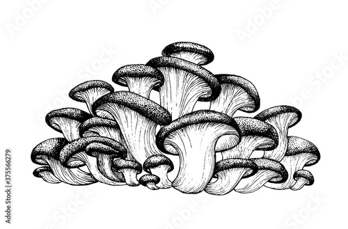 Vector drawing of oyster mushrooms black white graphics, family of mushrooms, edible white tender mushroom, vegetarian, agriculture, autumn, isolated on white background for printing, cookbook.