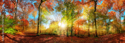 Colorful forest panorama with the sun in autumn