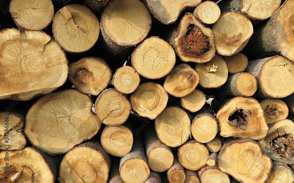 wooden log house, wood cut across the background, Wood cut across, bark beetle calamity wooden log house, wood cut across the background, Wood cut across, bark beetle calamity