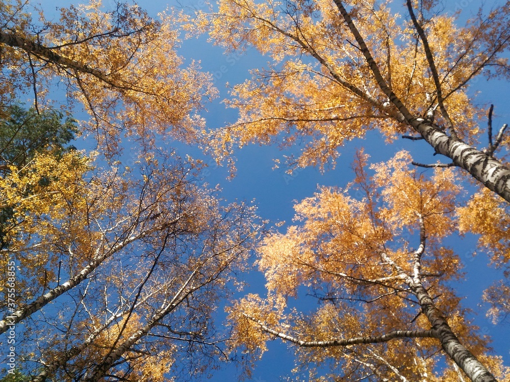 mellow autumn. oak leaves on a branch, against the blue sky