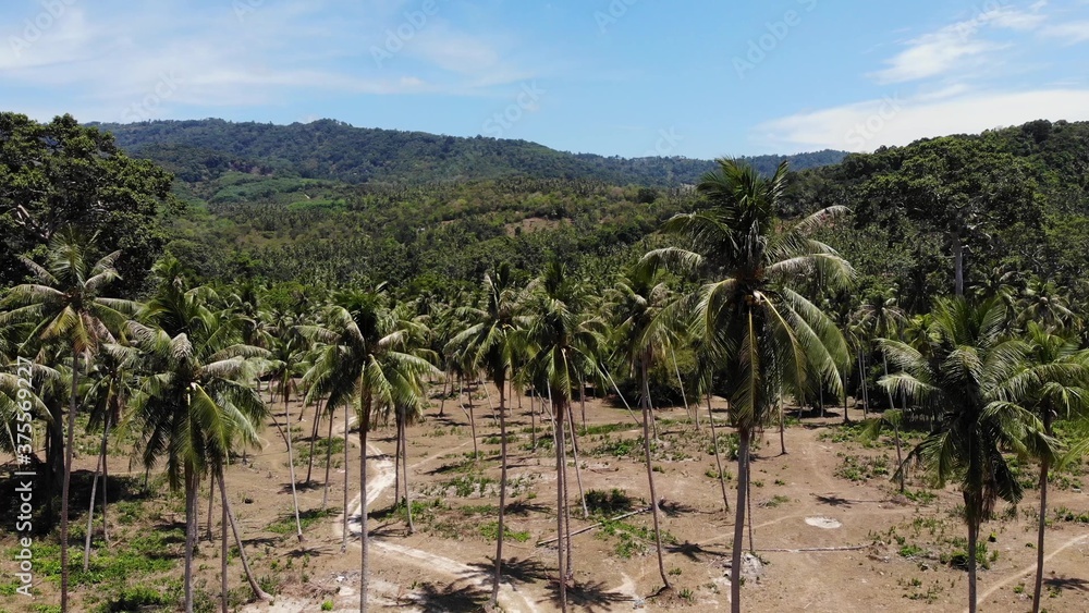 Fototapeta premium Aerial drone view, island landscape, coconut palm plantations, Thailand. Natural idyllic paradise scene. Mountain hill, tropical exotic wild jungle green rainforest. Deforestation environmental damage