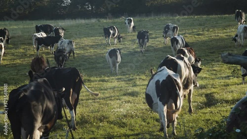 Liverstock herd of cows grazing in rural farmland meadow in sunlight pasture panning left photo