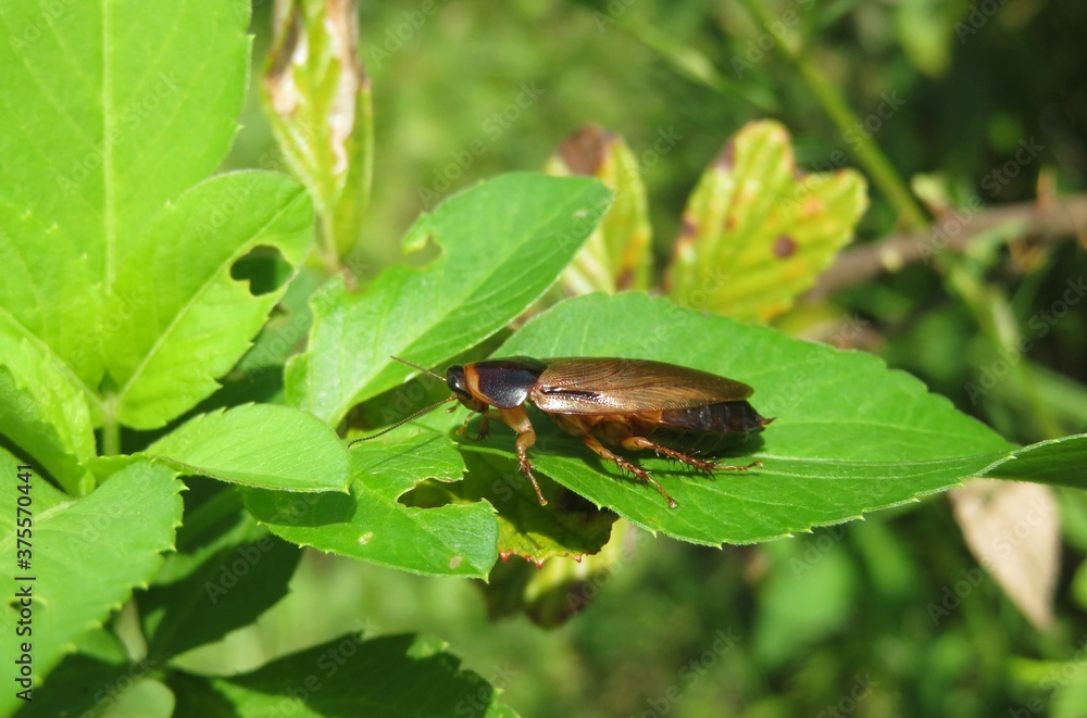 American cockroach on plant in Florida wild, closeup American cockroach on plant in Florida wild, closeup