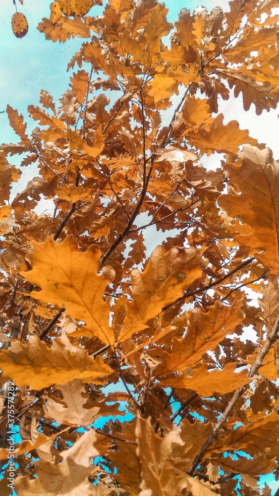 mellow autumn. oak leaves on a branch, against the blue sky mellow autumn. oak leaves on a branch, against the blue sky