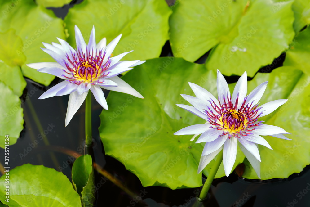 Closeup Colorful Nymphaea in the pond Closeup Colorful Nymphaea in the pond
