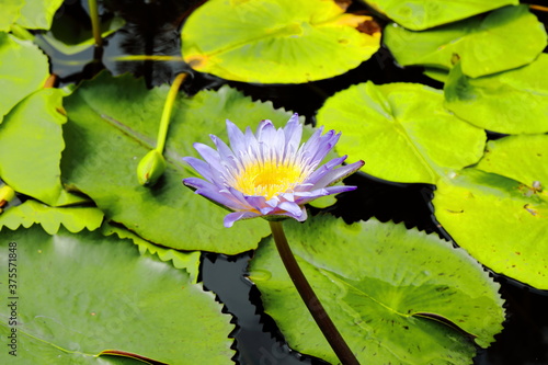 Closeup Colorful Nymphaea in the pond