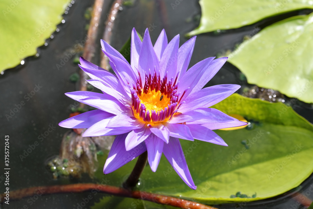 Big Closeup Colorful Nymphaea in the pond Big Closeup Colorful Nymphaea in the pond