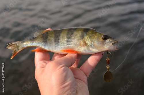 Fototapeta Naklejka Na Ścianę i Meble -  Summer fishing, perch fishing spinning reel on the lake
