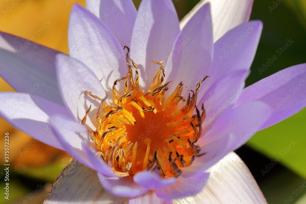 Big Closeup Colorful Nymphaea in the pond Big Closeup Colorful Nymphaea in the pond