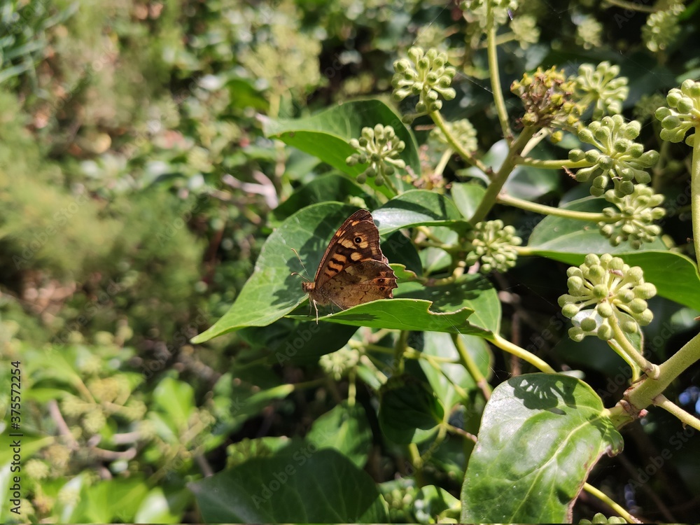 Fototapeta premium Papillon