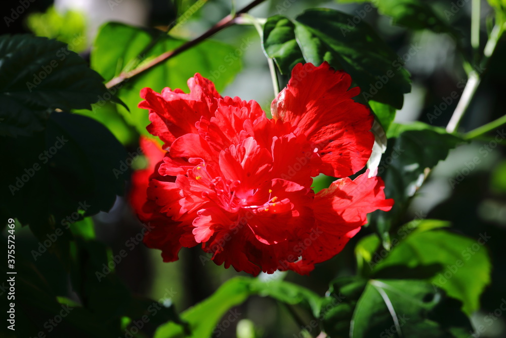 Obraz premium Closeup Red Hibiscus rosa-sinensis flower in the park