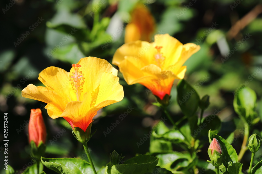 Closeup Yellow Hibiscus rosa-sinensis flower in the park Closeup Yellow Hibiscus rosa-sinensis flower in the park